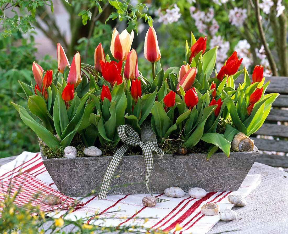 Tulipa greigii 'Authority' und praestans 'Füsilier' (Wildtulpen)