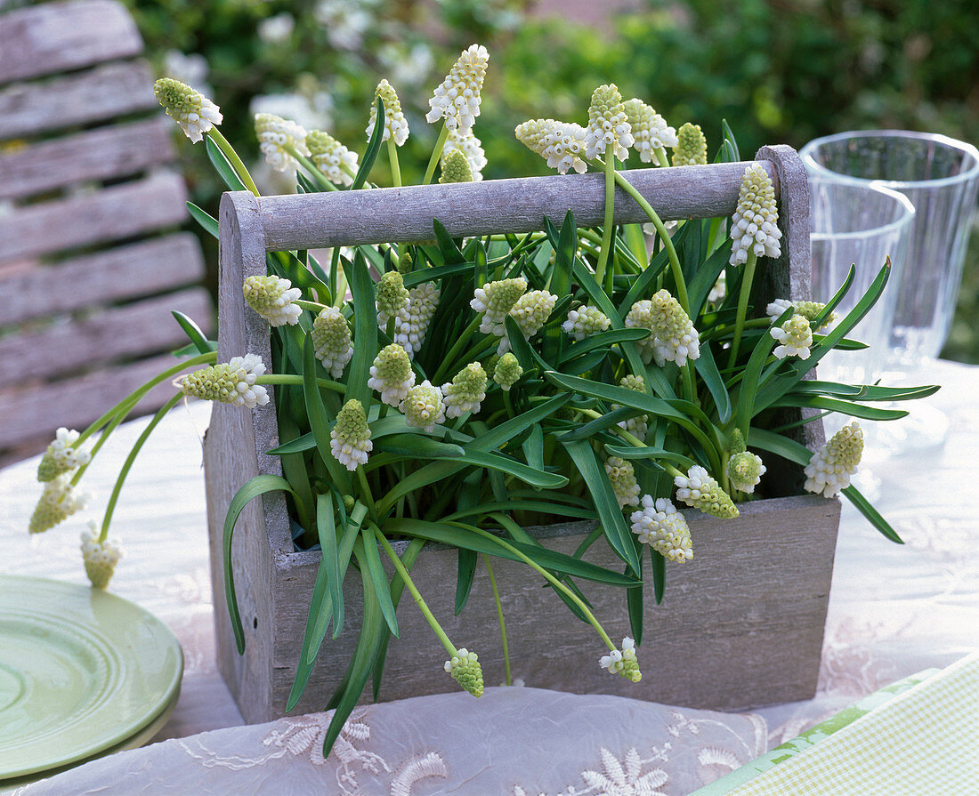 Muscari 'Alba' (Grape Hyacinth) in gray wooden carrier