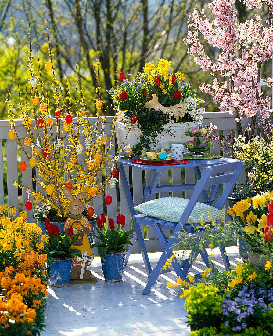 Forsythia (gold bells) with Easter eggs, Prunus (ornamental cherry)