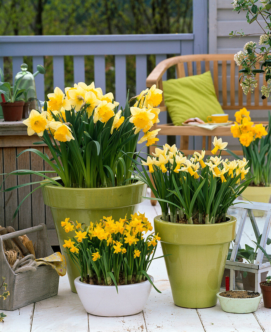 Narcissus 'Sunshine', 'Trena', 'Tete-a-Tete' (daffodils)