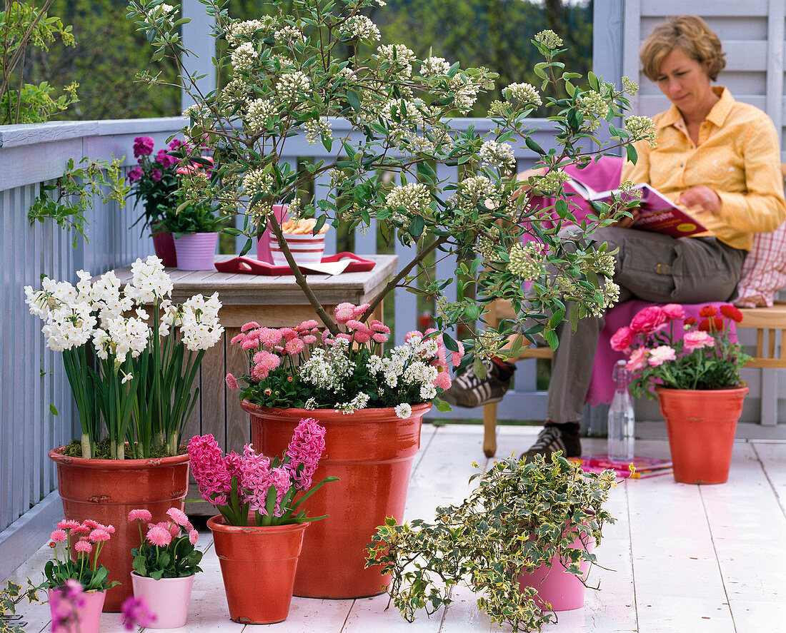 Scented balcony with Viburnum burkwoodii (scented snowball)