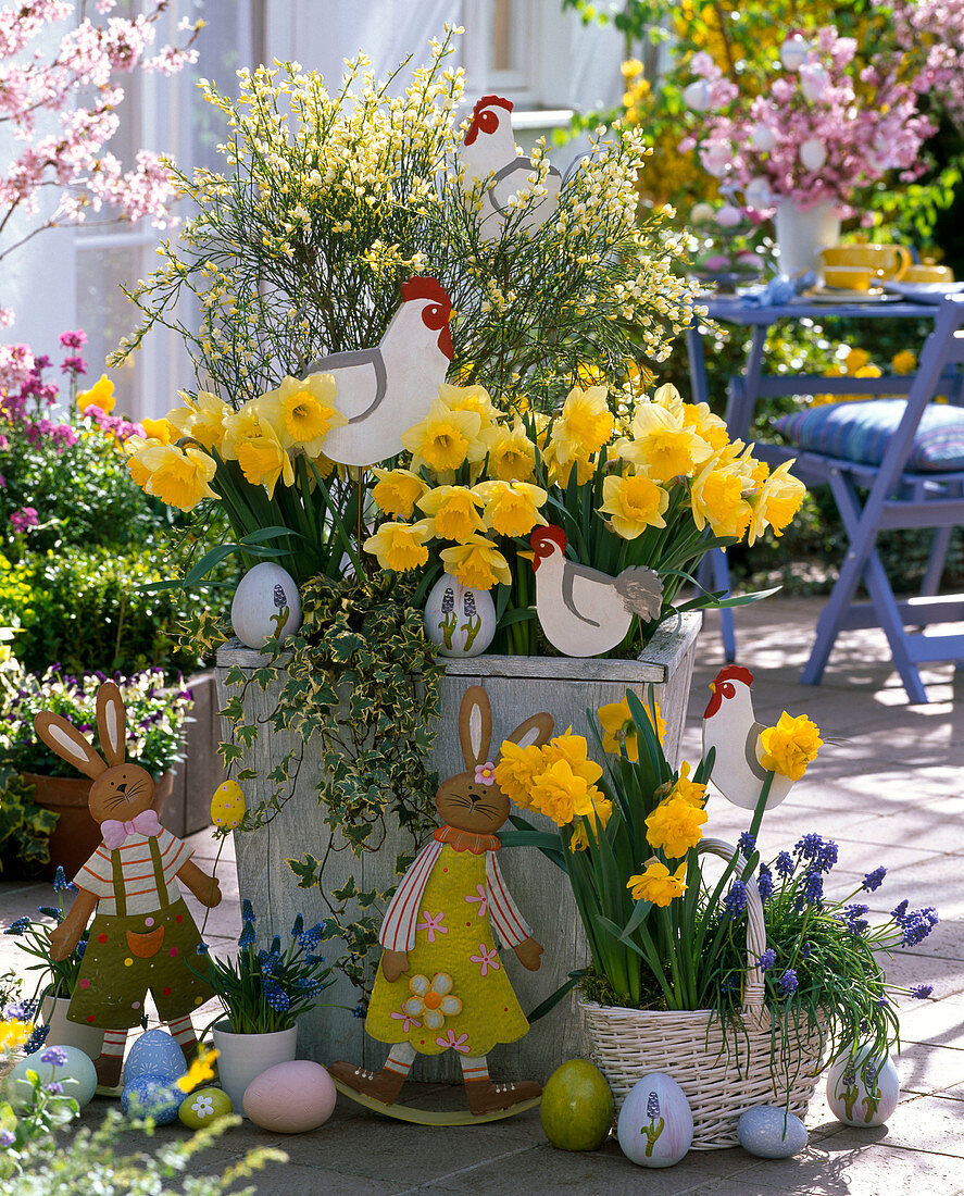 Selbstgebauter Holzkübel mit Cytisus (Ginster), Narcissus