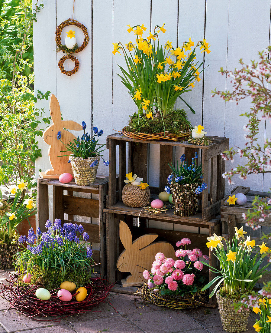 Wreaths made of branches with moss, Narcissus 'Tete A Tete', 'Trena'