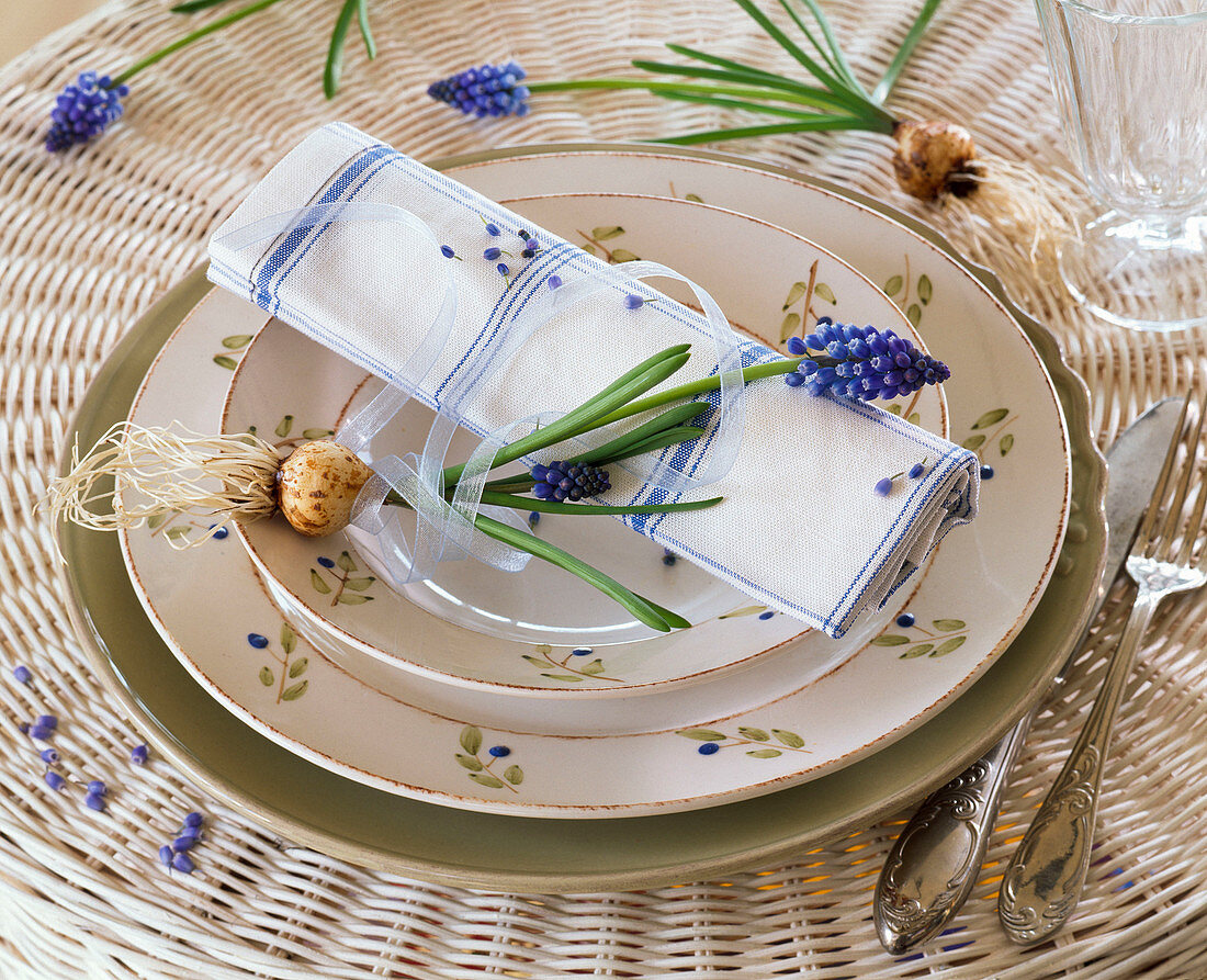 Muscari (grape hyacinth) with washed out roots on folded napkin