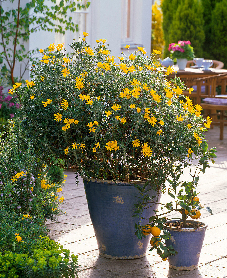 Euryops chrysanthemoides (Gelbe Margerite)