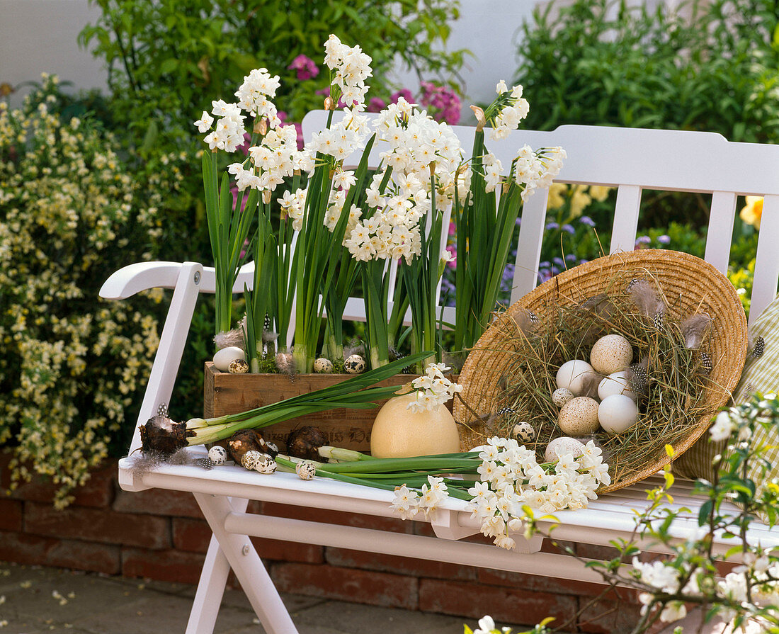 Narcissus 'Nir' syn. 'Paperwhite', straw hat as Easter basket, eggs