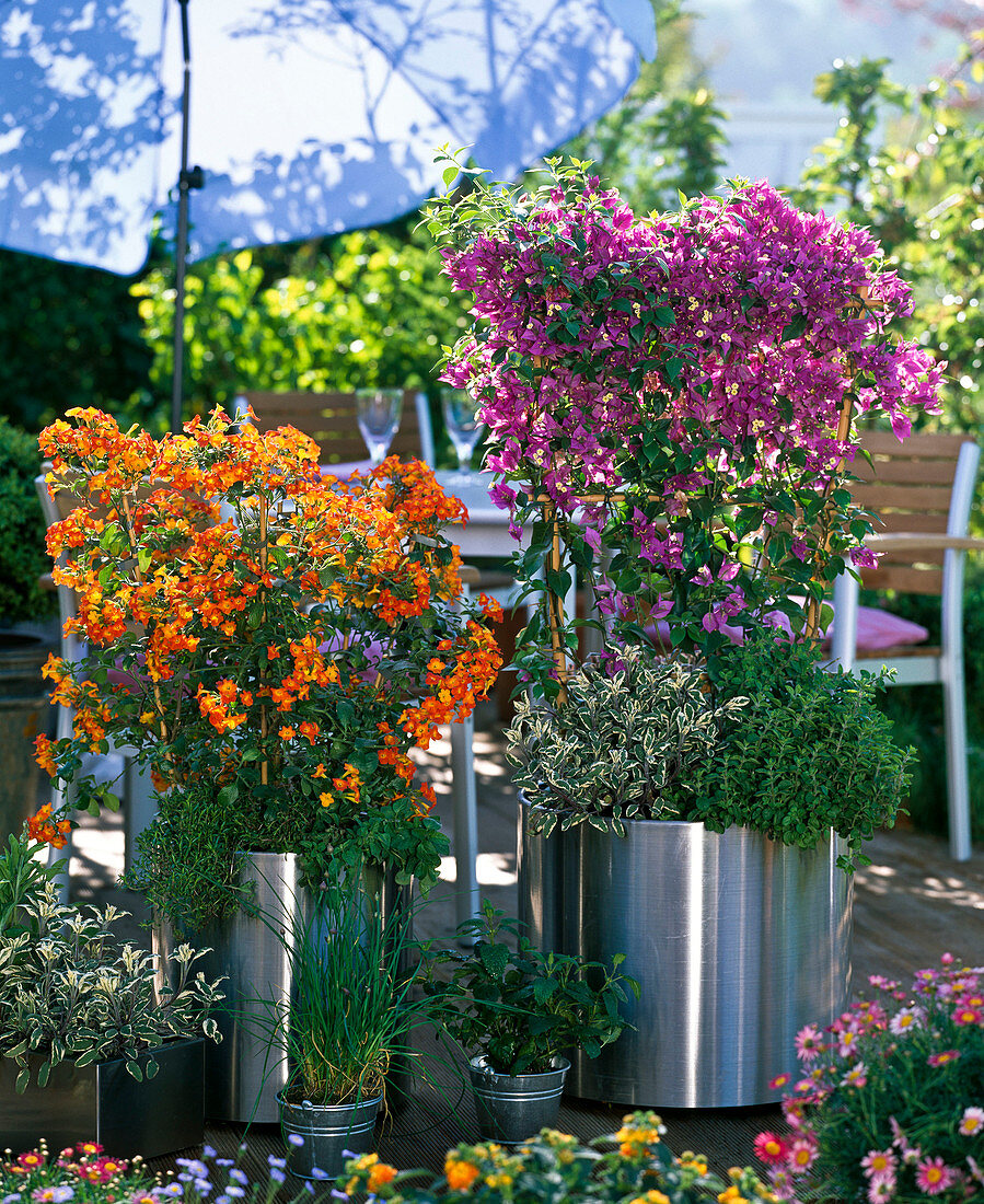 Bougainvillea and Streptosolen jamesonii (Jam bush) underplanted