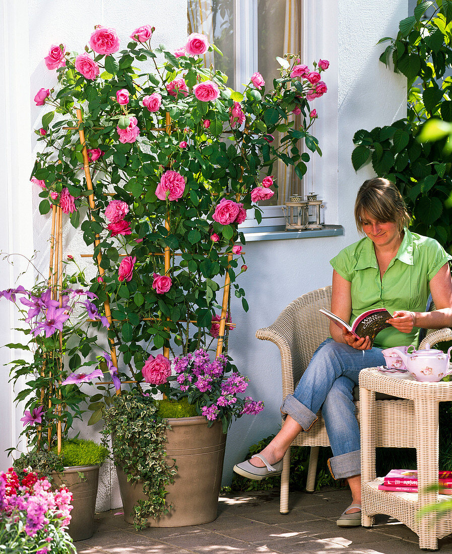 Rosa 'Gertrude Jekyll' (English fragrant rose), Clematis 'Natascha'.