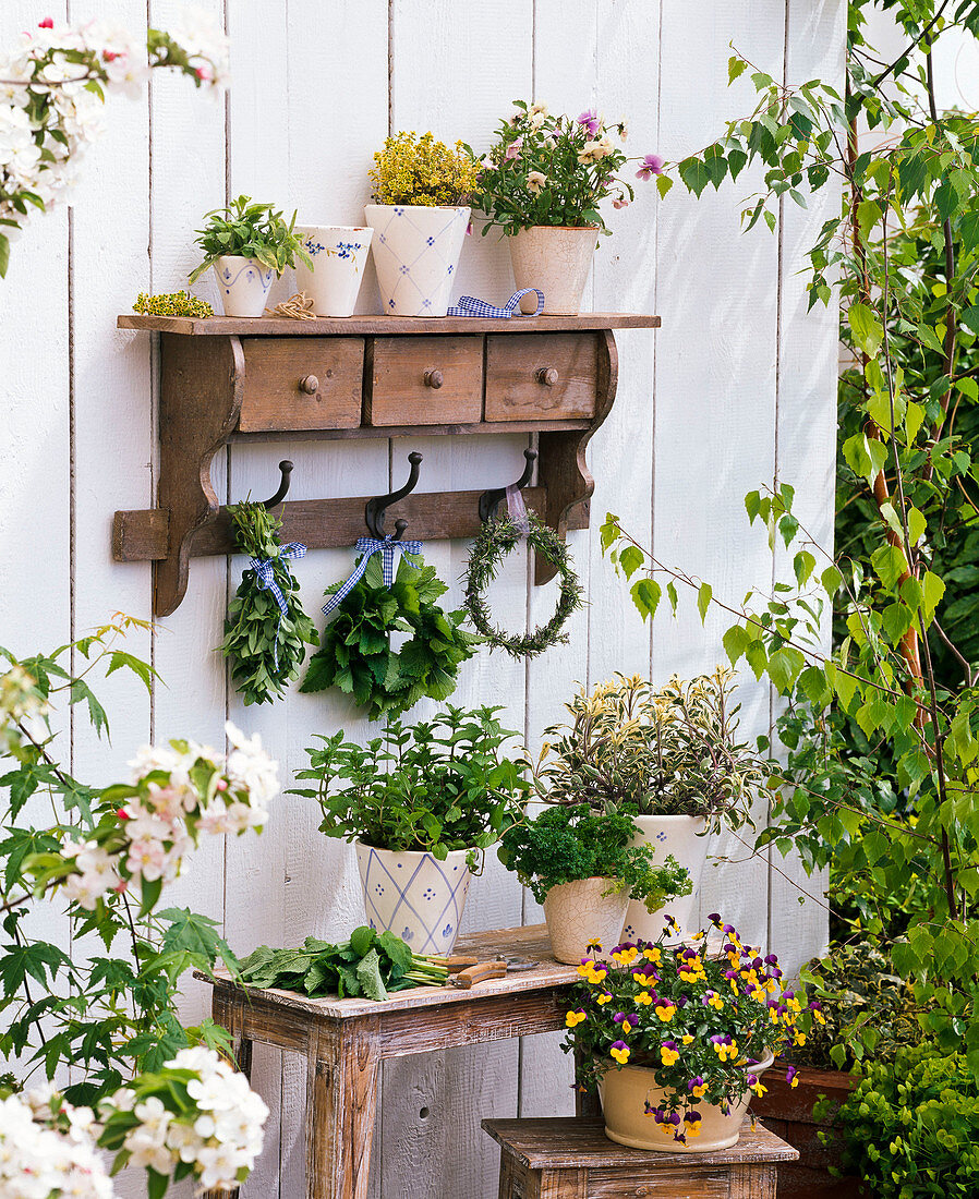 Viola cornuta (horned violet), Melissa (lemon balm)