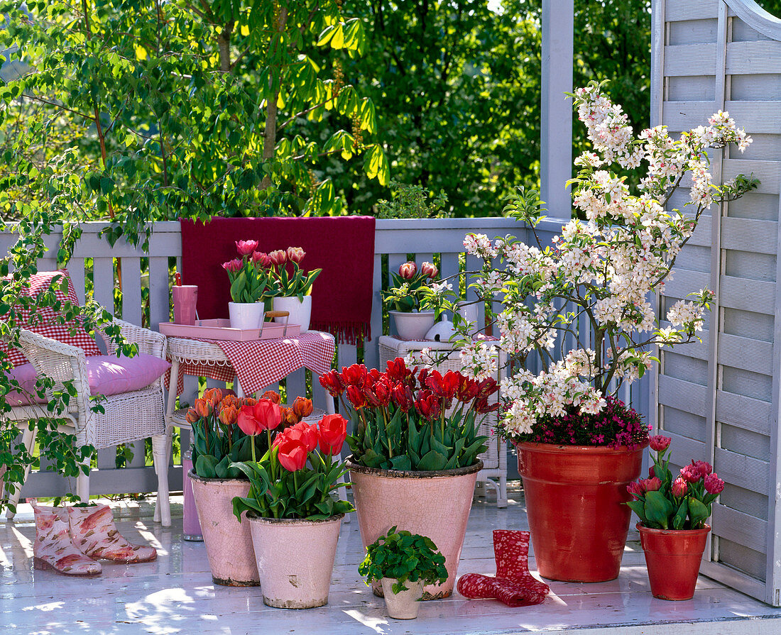 Malus 'Pom Zai', Tulipa 'Rococo'