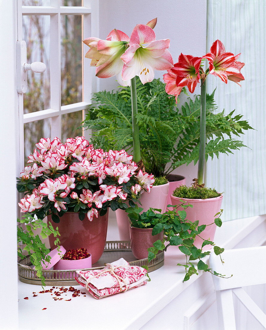 Rhododendron simsii, Hippeastrum, Nephrolepis