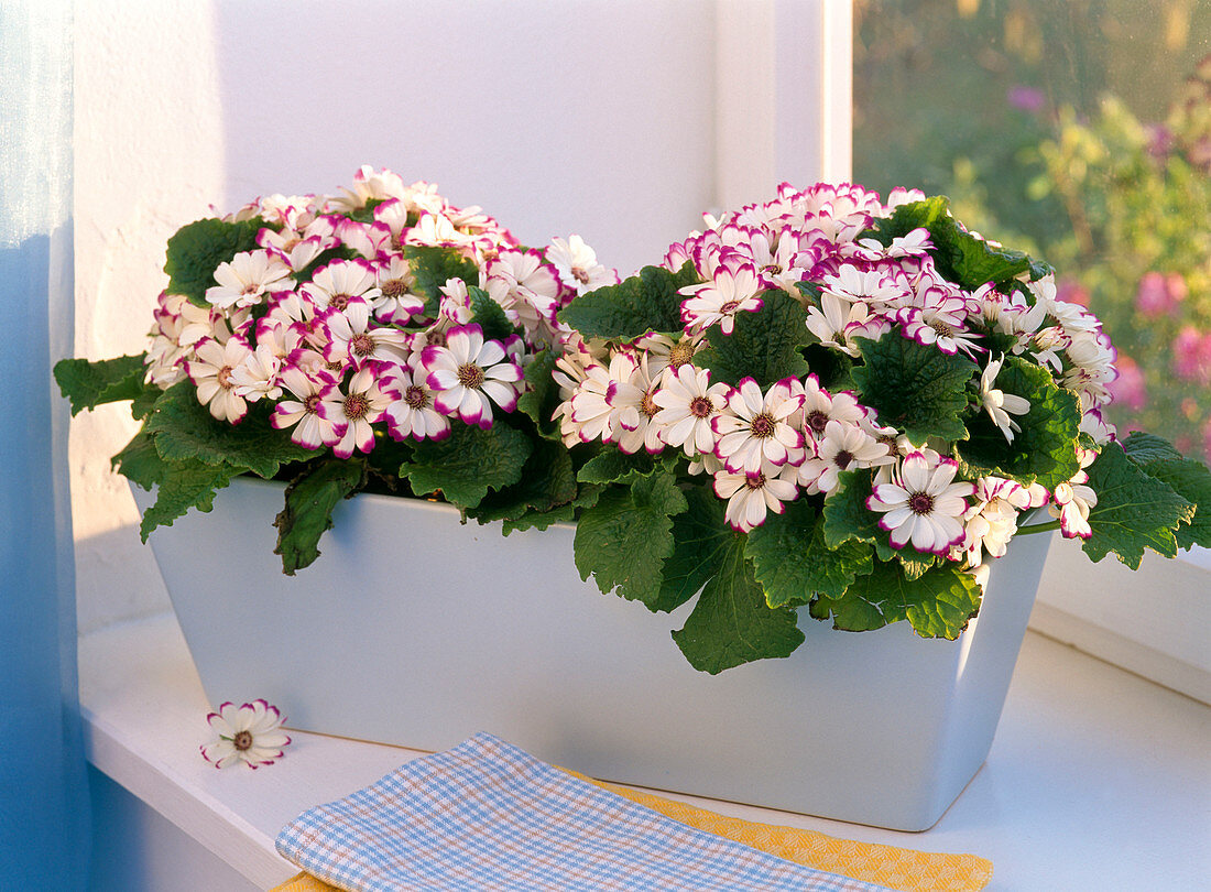 Senecio cruentus (ash flower) in box