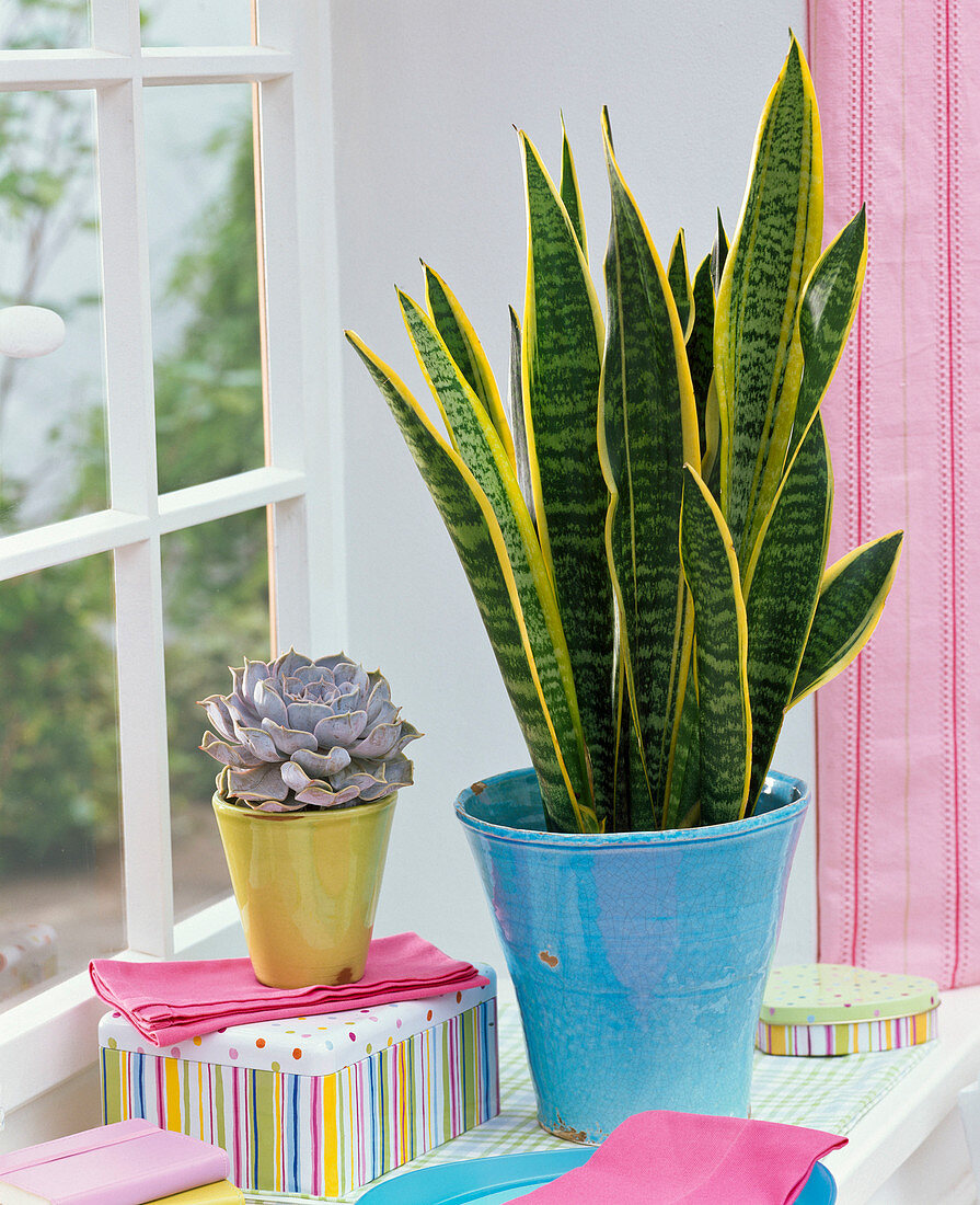 Sansevieria and Echeveria, boxes at the window