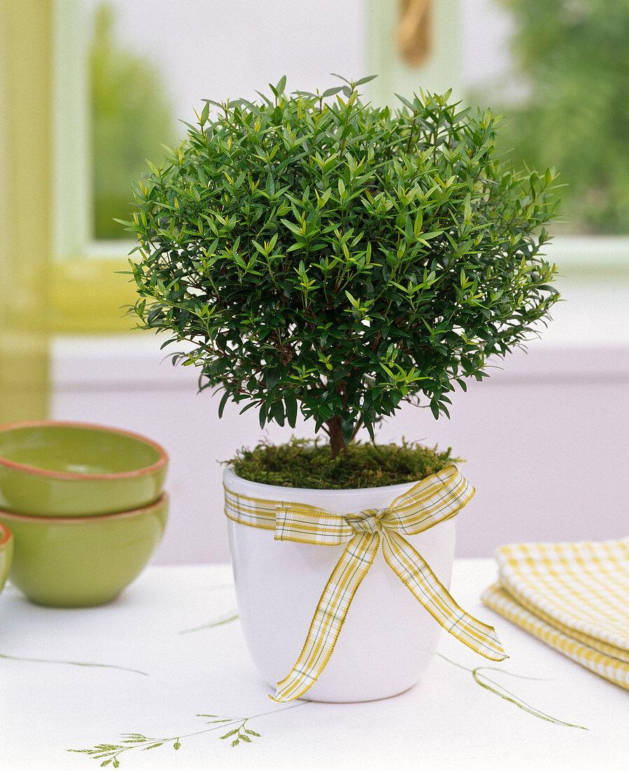 Myrtus communis (bridal myrtle) with a bow