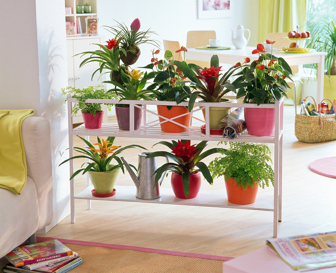 Blumenbank als Raumteiler mit Guzmania, Anthurium (Flamingoblume), Adiantum