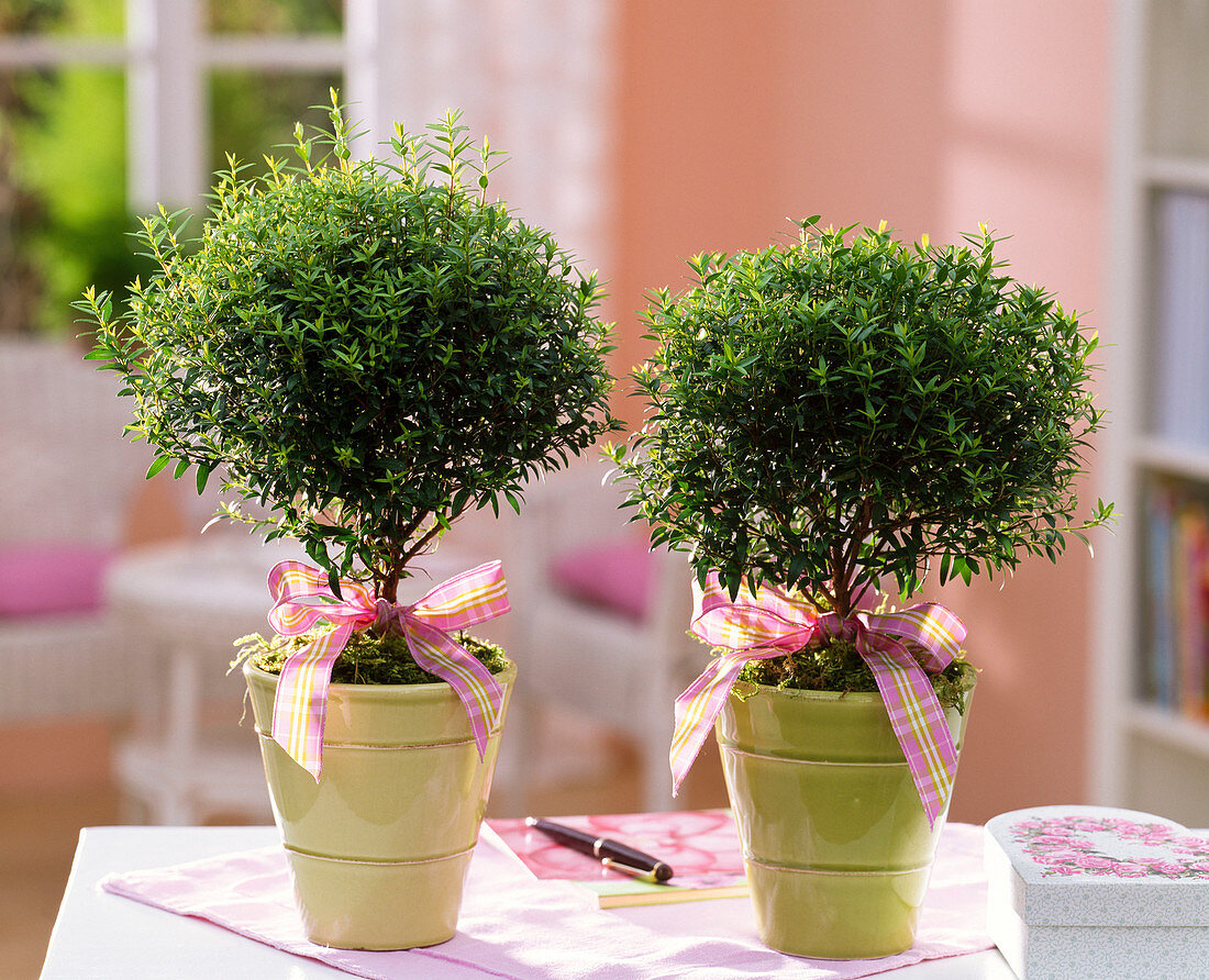 Myrtus communis (Brautmyrten) als Kugeln mit Schleifen