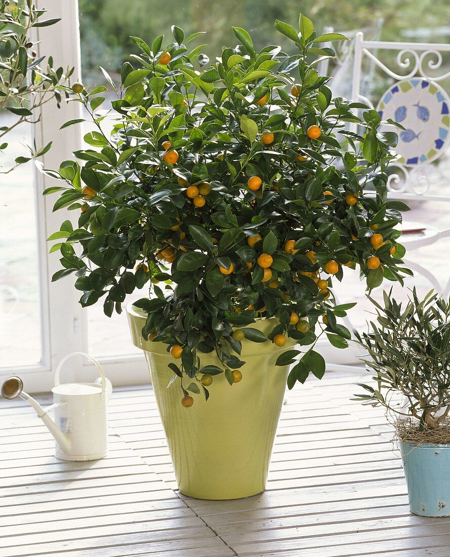 Citrus (Calamondine) in the winter garden