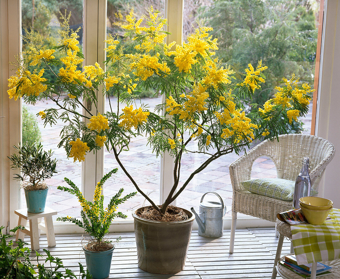 Acacia dealbata (Mimose), Acacia armata (Kängurudorn), Olea (Olive)