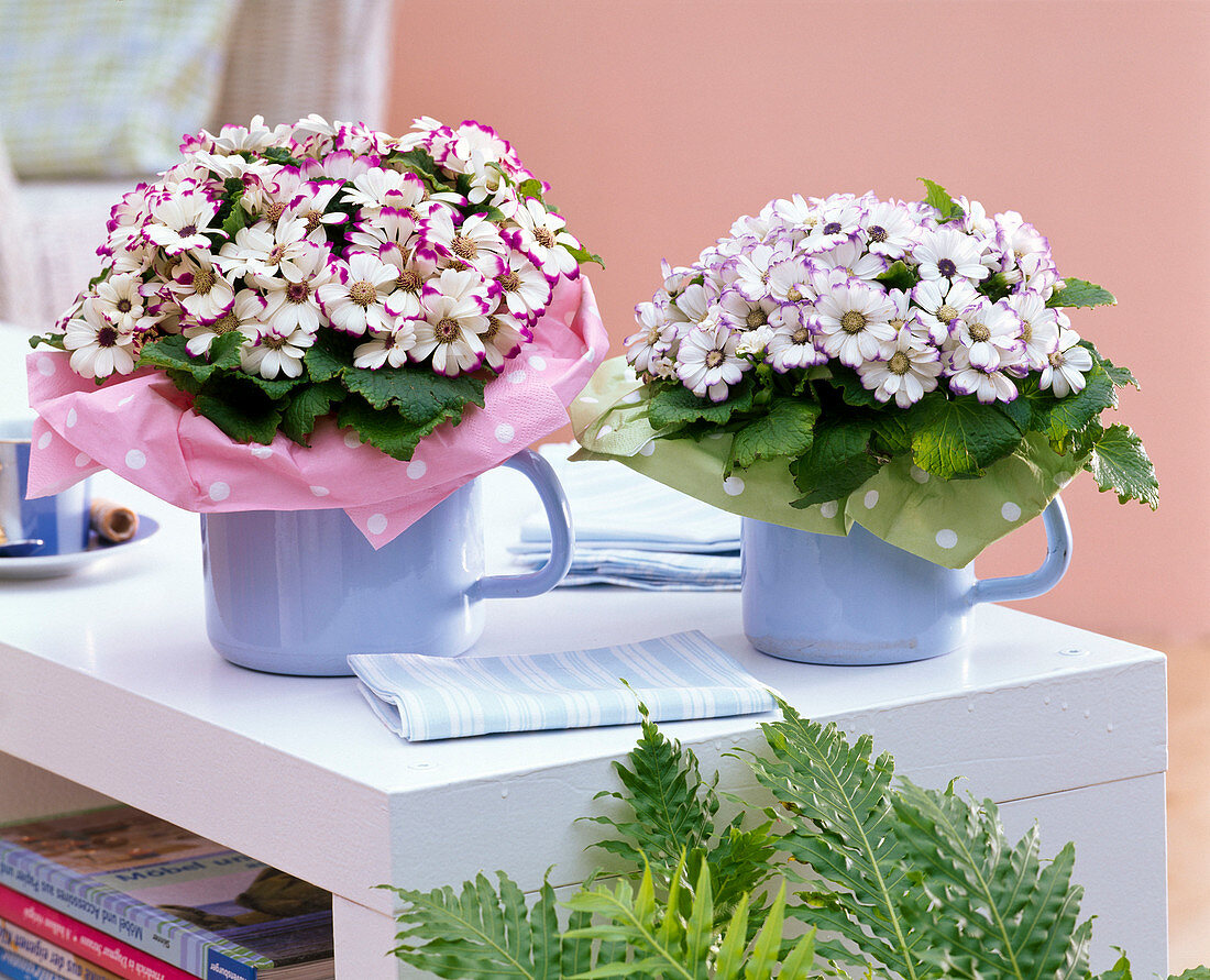 Senecio cruentus (Aschenblumen) mit Papiermanschetten in Kannen