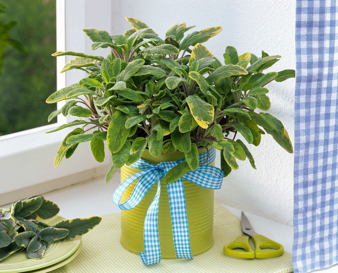 Salvia 'Icterina' in green painted box with bow