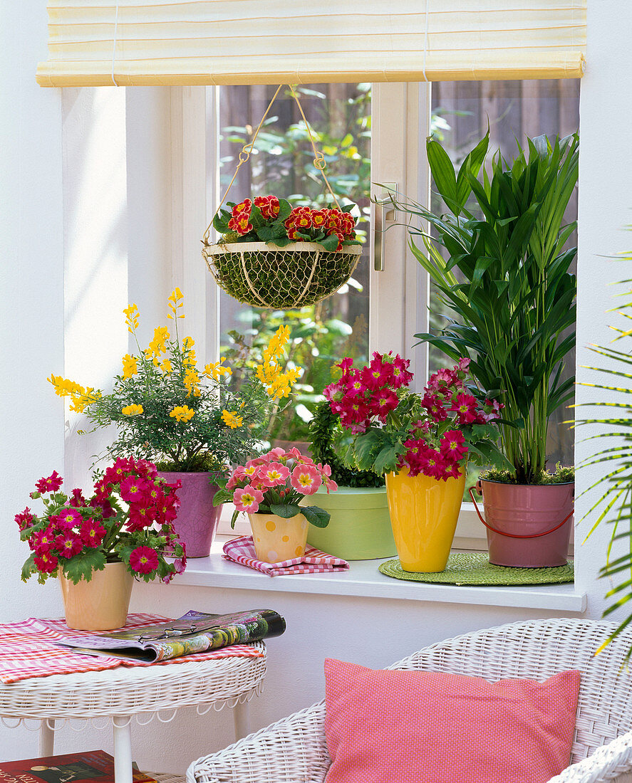 Window in spring with Primula (primrose), Cytisus (broom)