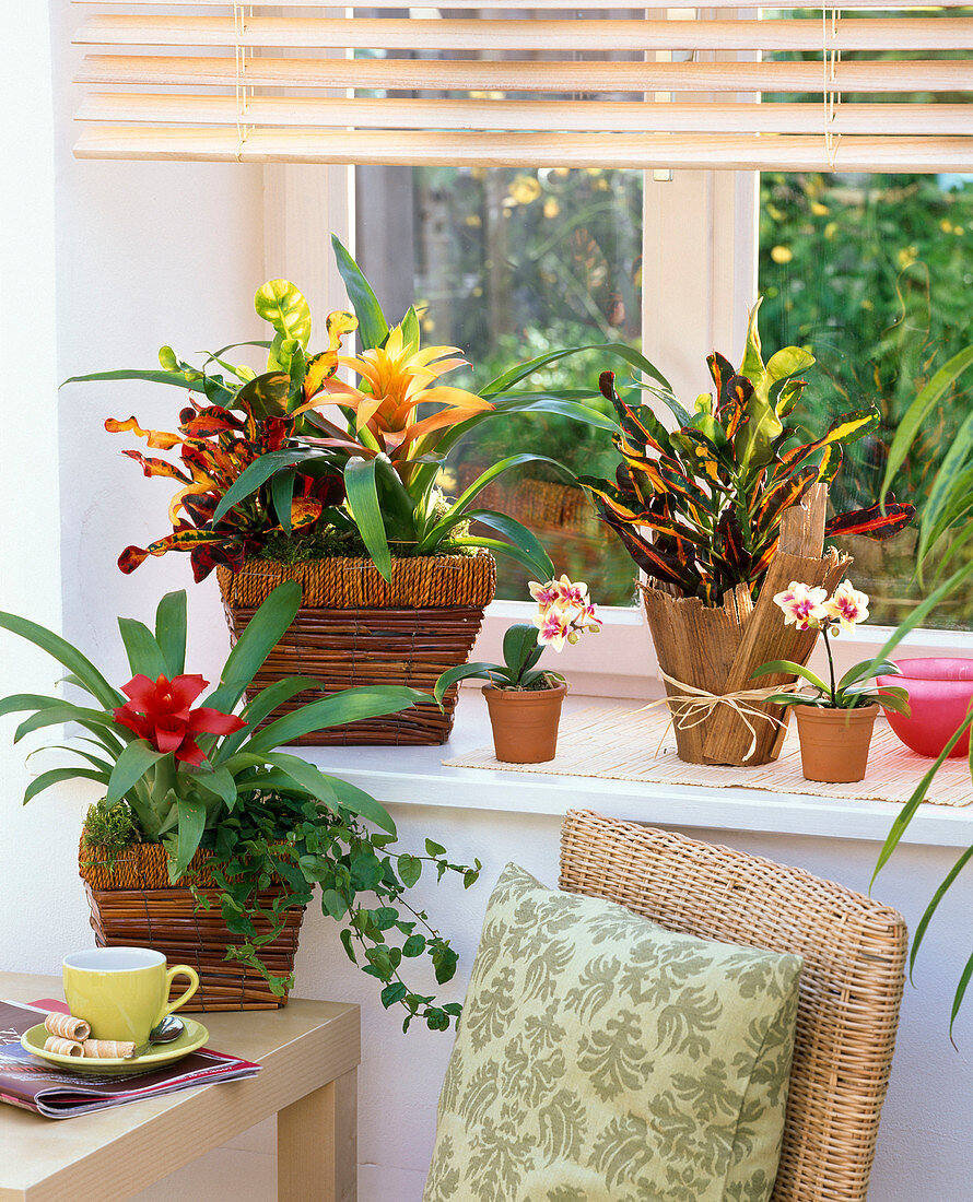 Exotics at the window: Guzmania, Ficus pumila (climbing fig), Codiaeum (croton)