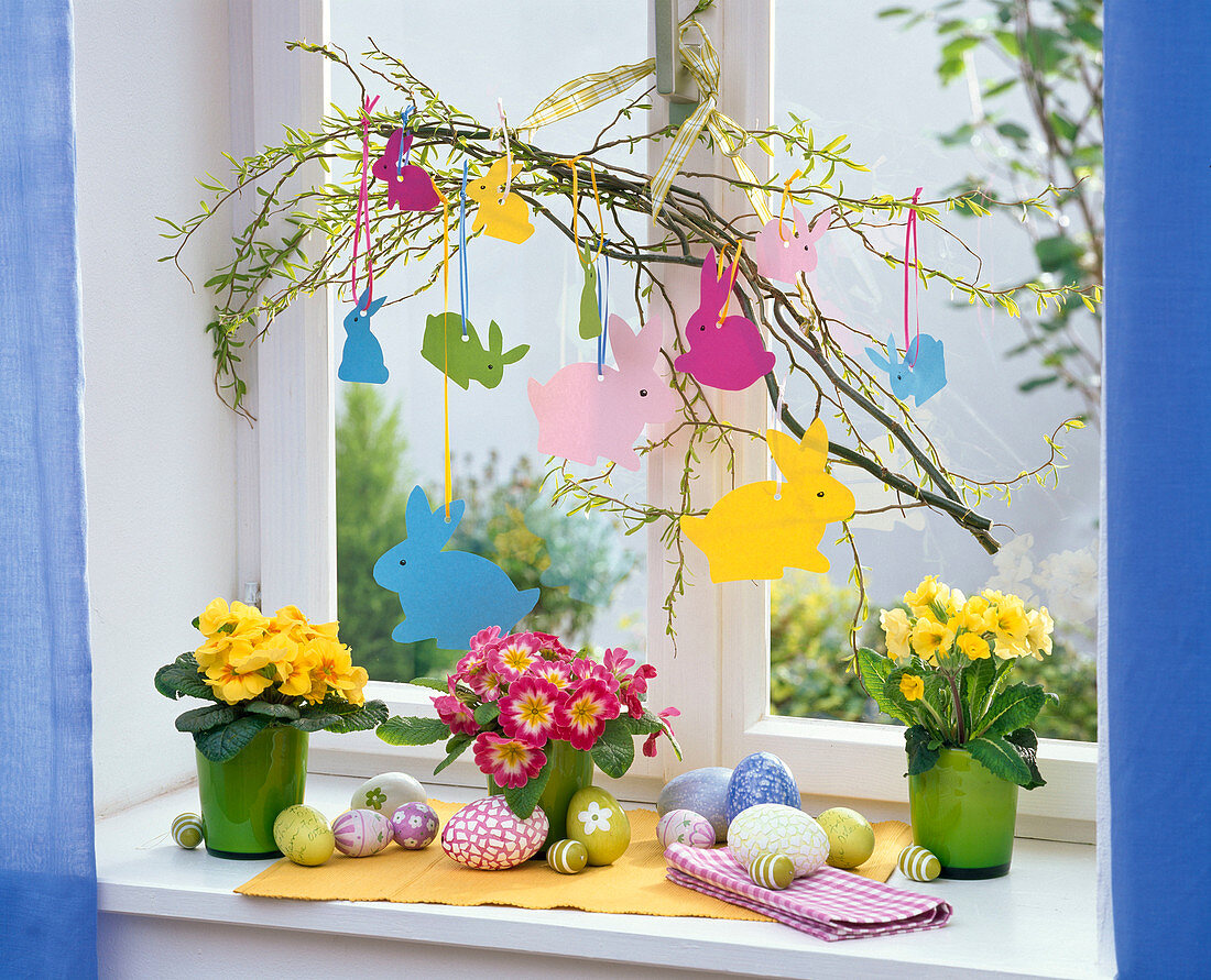 Primula at the window, branch hung by Salix