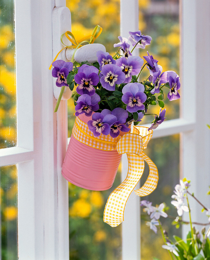 Viola cornuta (Hornveilchen) in rosa gestrichener Dose am Fenstergriff