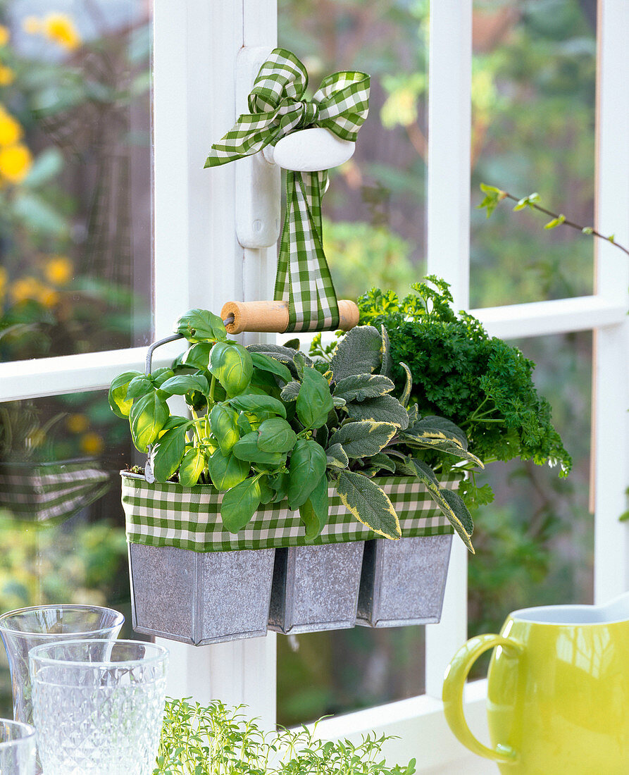 Ocimum (basil), Salvia (sage), Petroselinum (parsley)