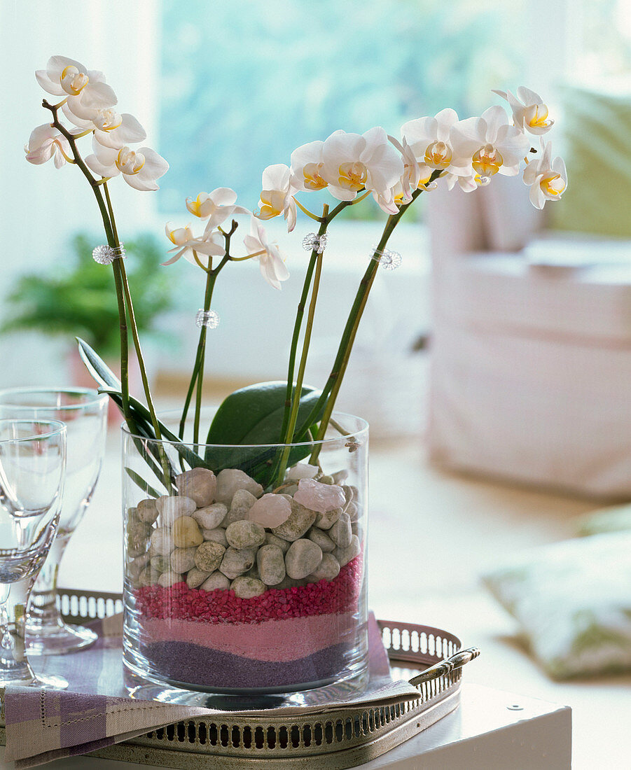 Phalaenopsis (Malay flower) in glass filled with decorative sand