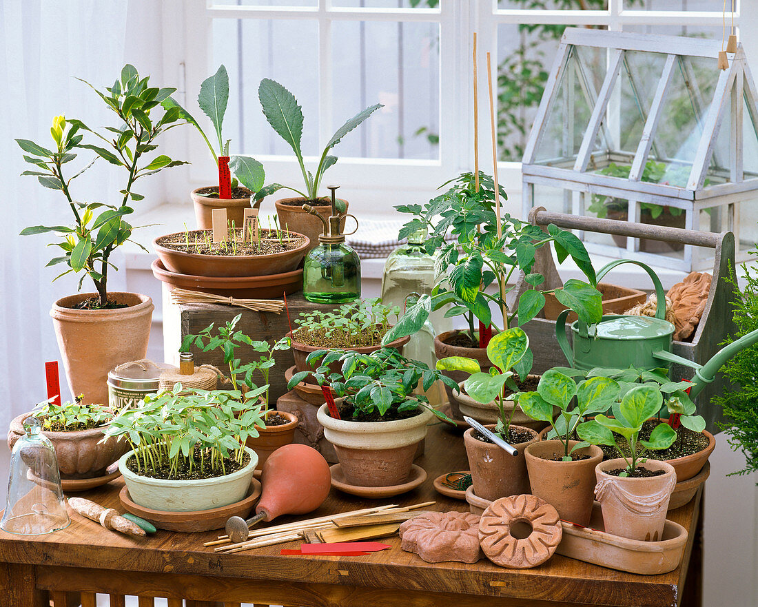 Sowing on the windowsill: Ipomoea, Lycopersicon