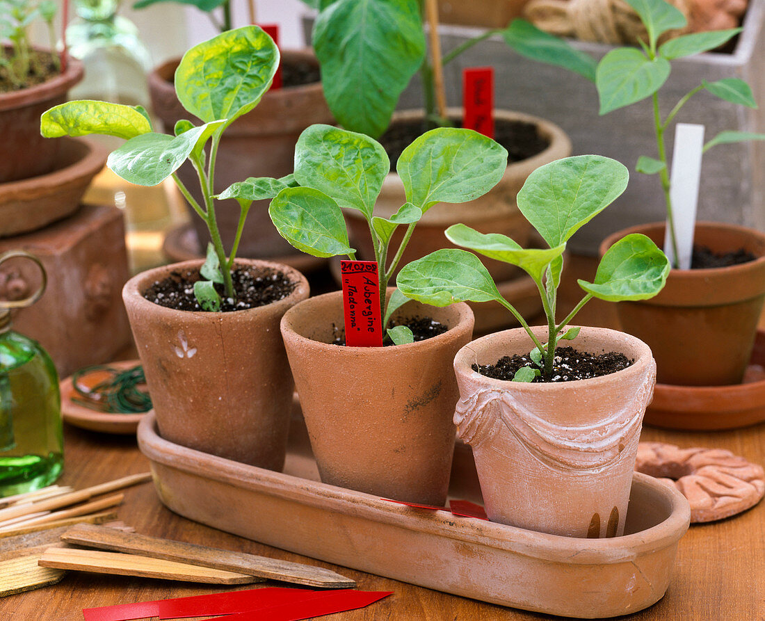 Young Solanum melongena 'Madonna' plants with label