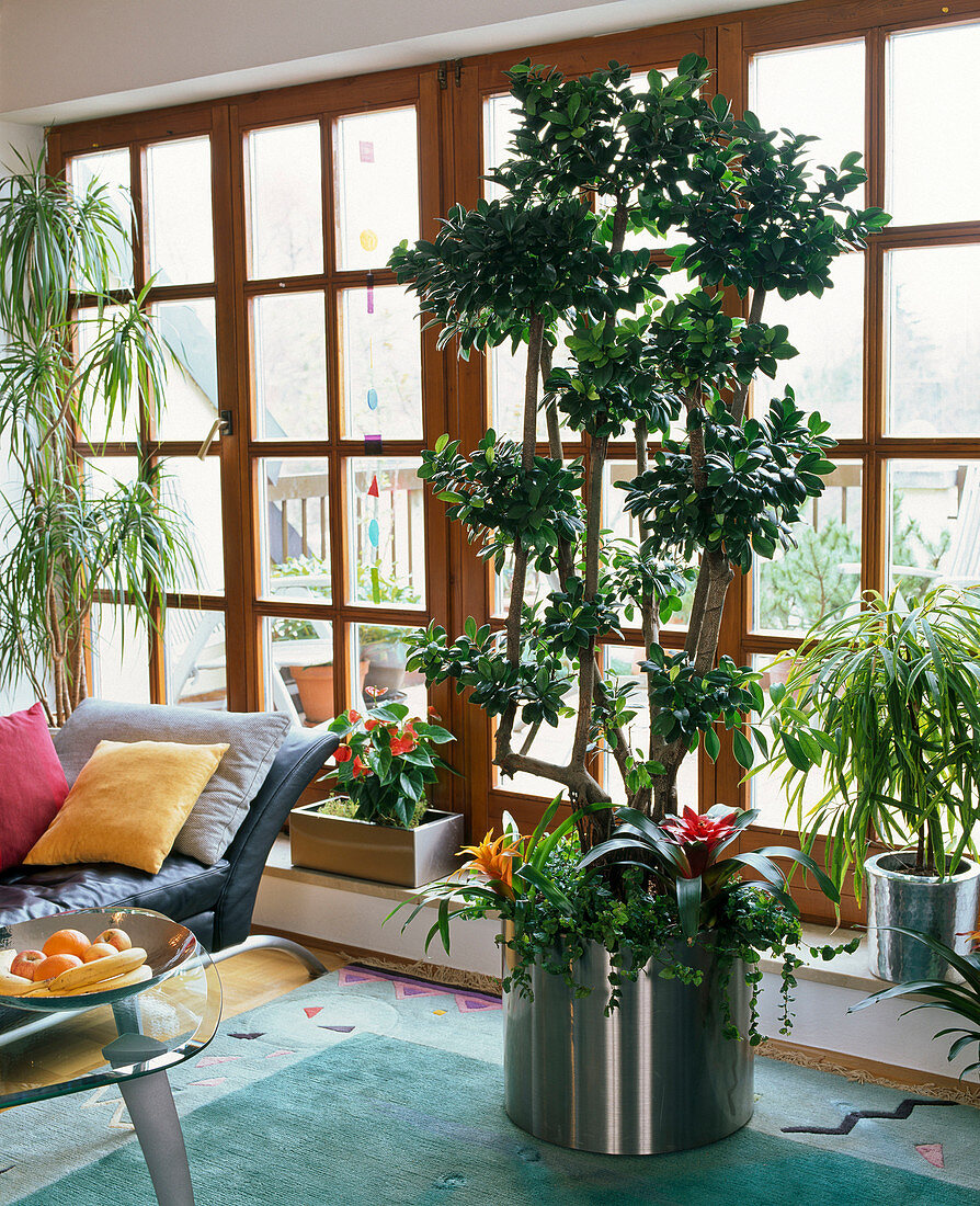 Ficus microcarpa as a room tree, planted with Guzmania