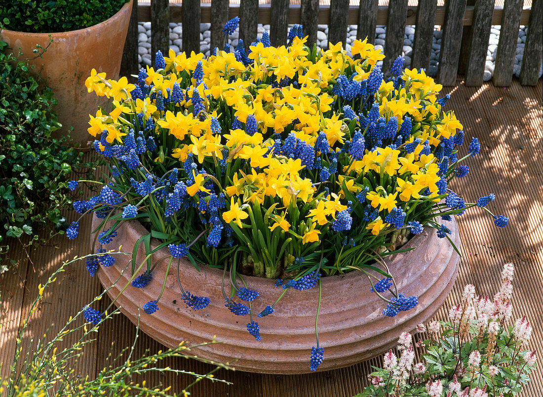 Terracotta Bowl with Narcissus 'Tete A Tete' (Daffodil)