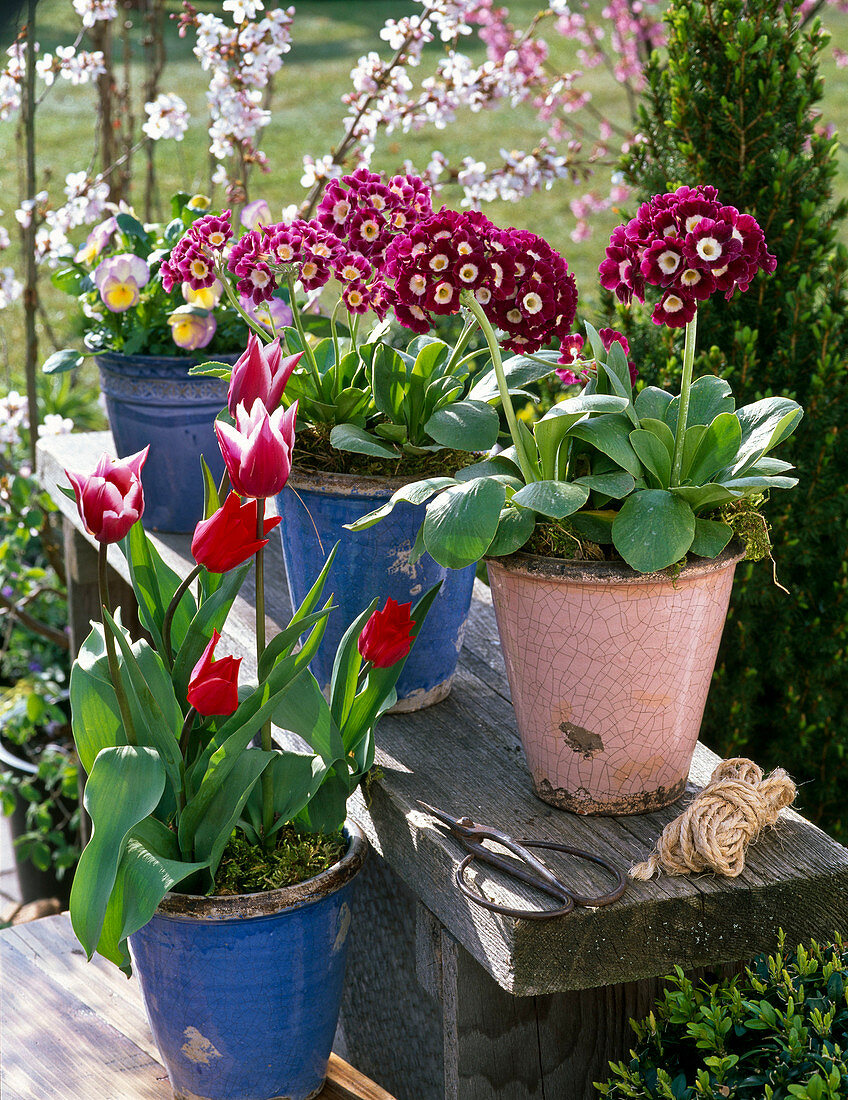 Primula auricula (Garden auricula), Tulipa (Tulips)