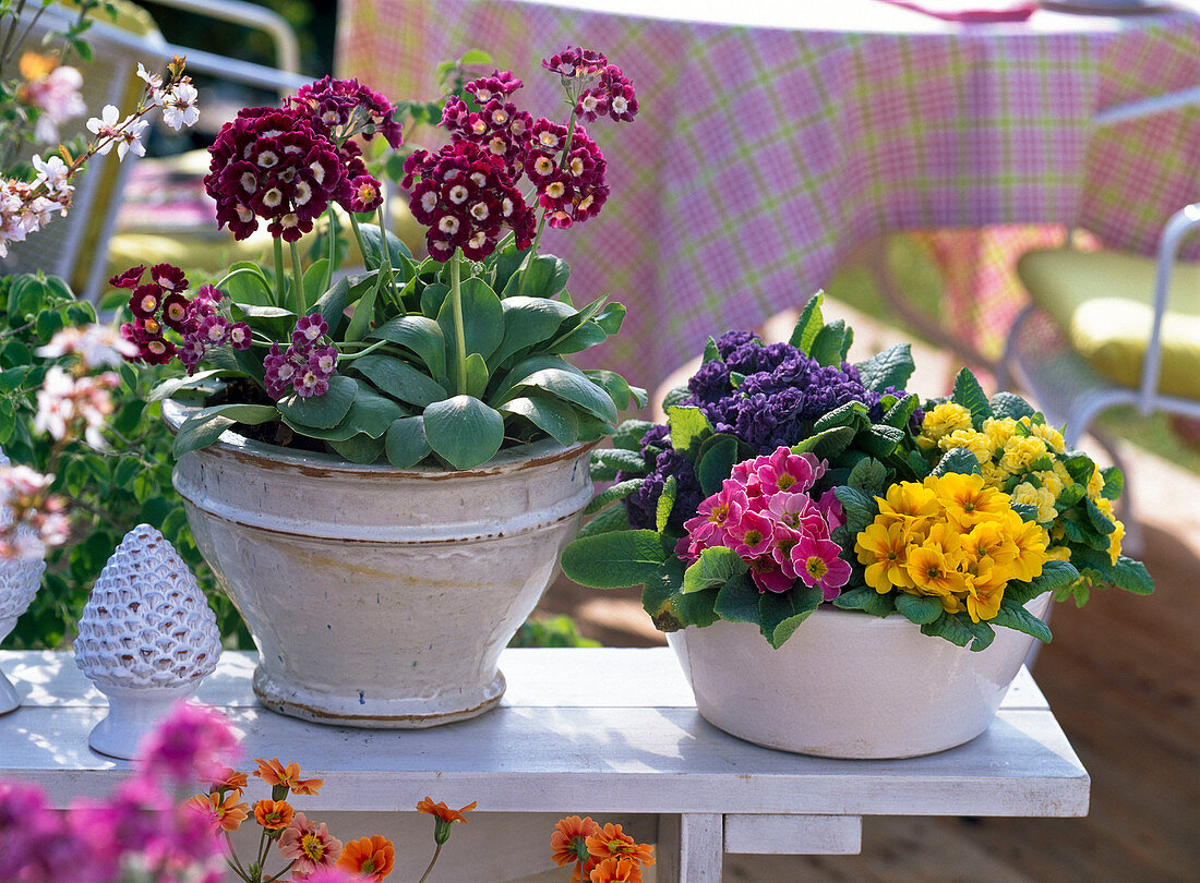 Primula auricula (garden auricula), Primula acaulis