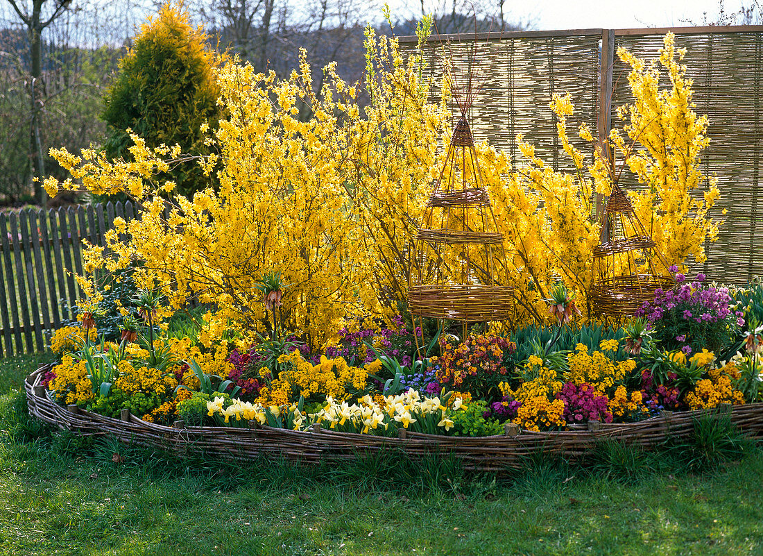 Forsythia (Goldglöckchen) mit Frühlingsblumen im Rundbeet