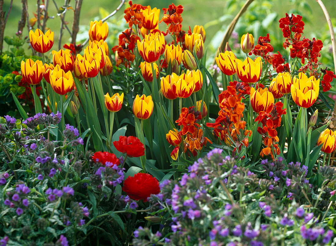 Tulipa 'Mickey Mouse' (tulips), Pulmonaria (lungwort)