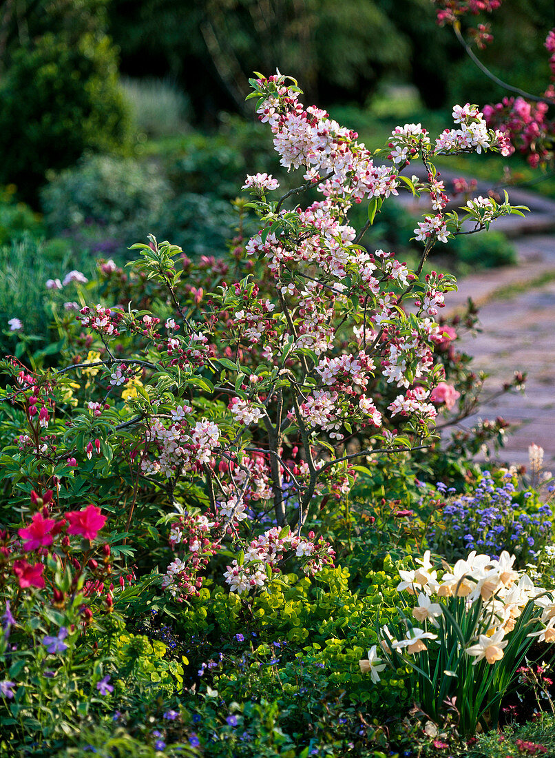 Malus 'Pomzai' (ornamental apple) in a perennial bed with Narcissus