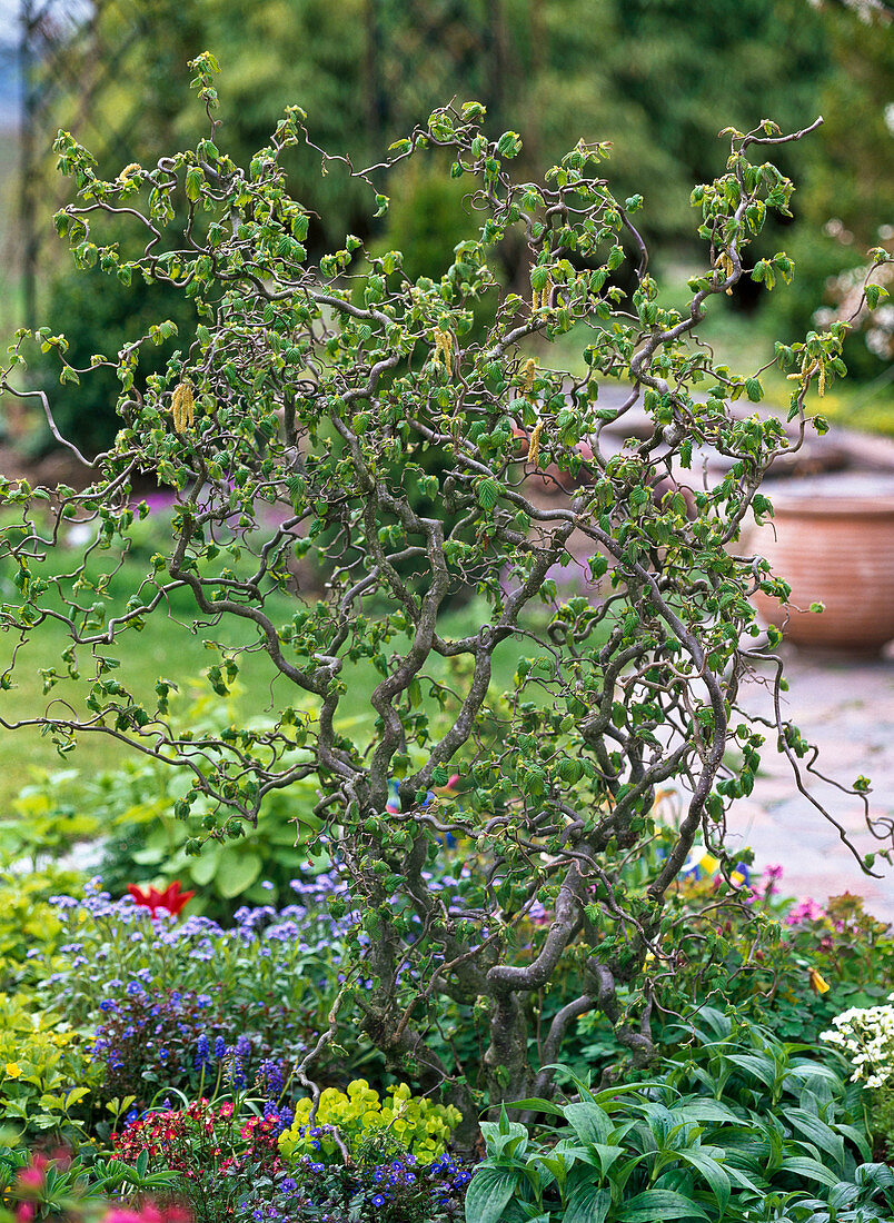 Corylus avellana 'Contorta' (corkscrew hazel)