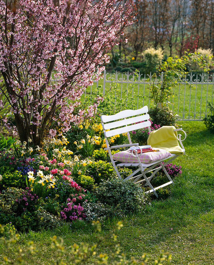 Bank an Frühlingsbeet mit Prunus sargentii (Scharlachkirsche)