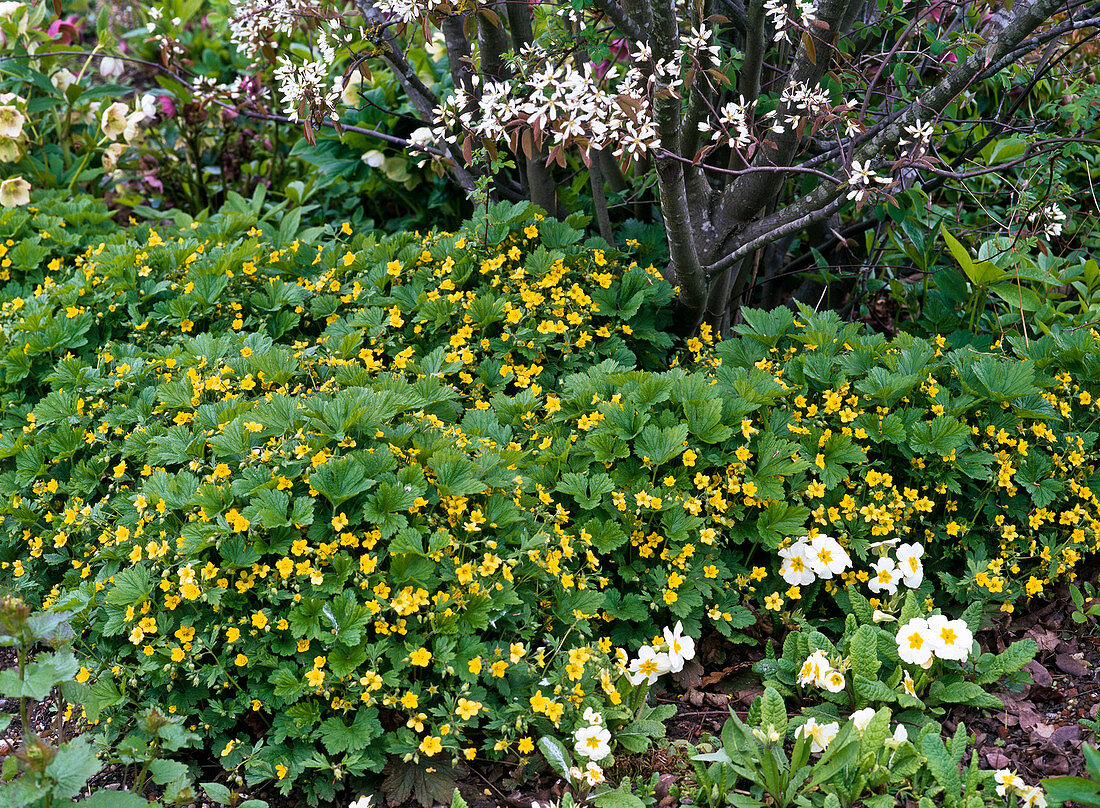 Waldsteinia geoides (golden strawberry, Waldsteinie)