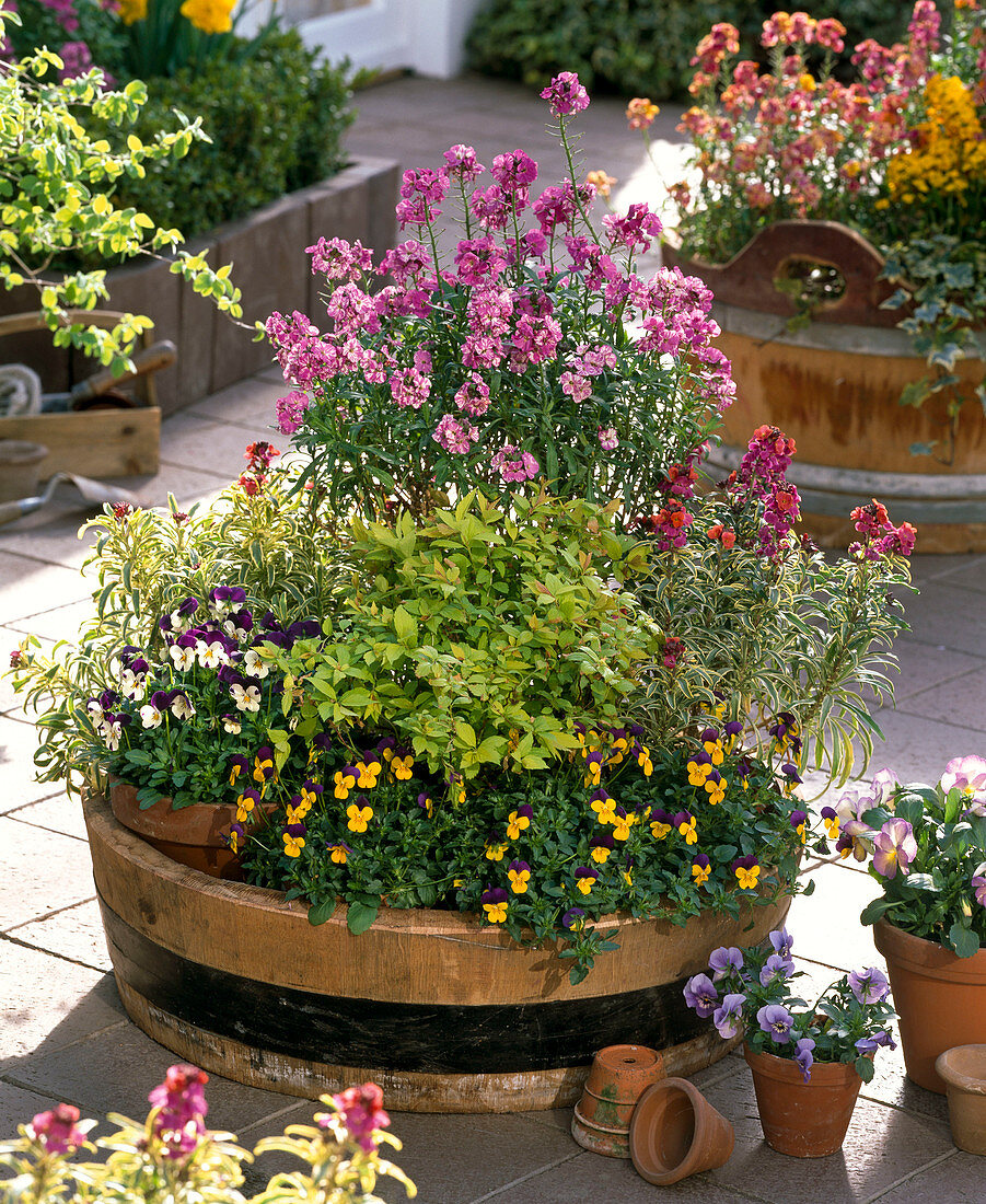 Pot arrangement with Erysimum (golden violet), Viola cornuta