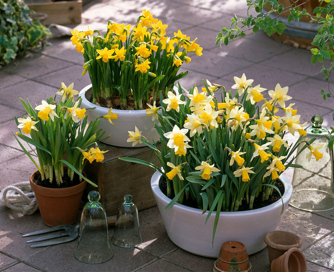 Narcissus 'Trena' 'Tete a Tete' (Daffodils) in trays