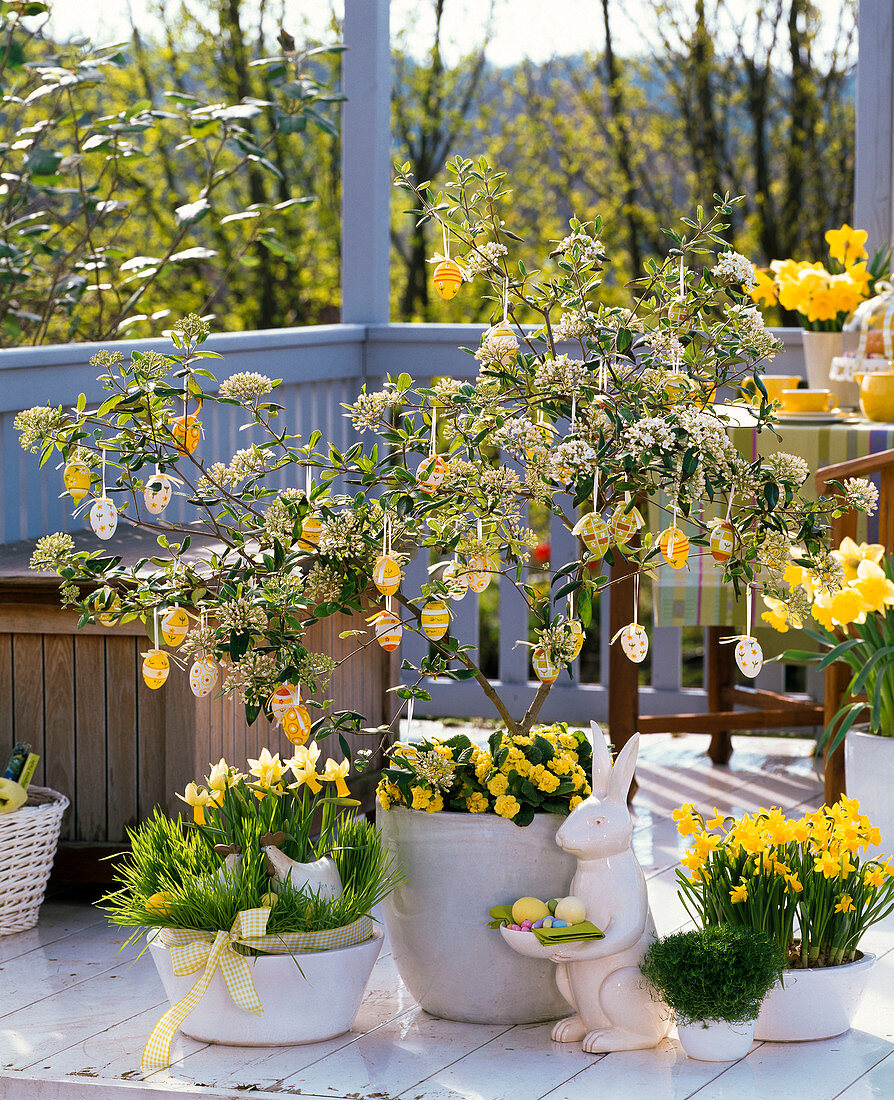 Easter balcony with Viburnum burkwoodii (scented snowball)