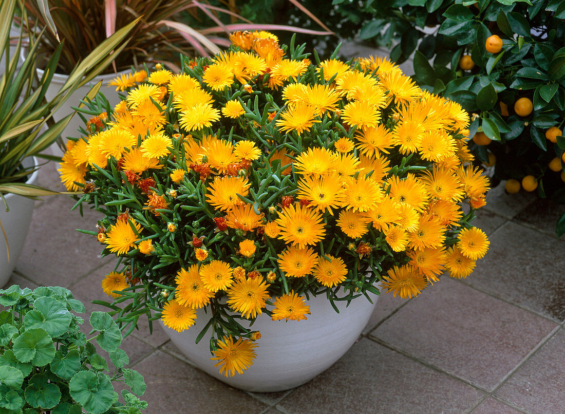 Lampranthus auranticus (noonday flower)