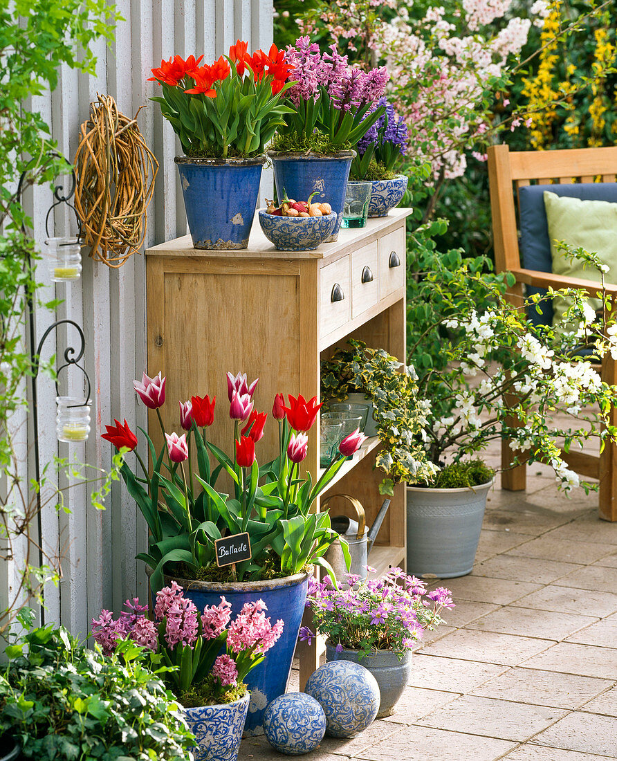 Tulipa 'Ballade' 'Fusilier' (tulips), Hyacinthus (hyacinths)