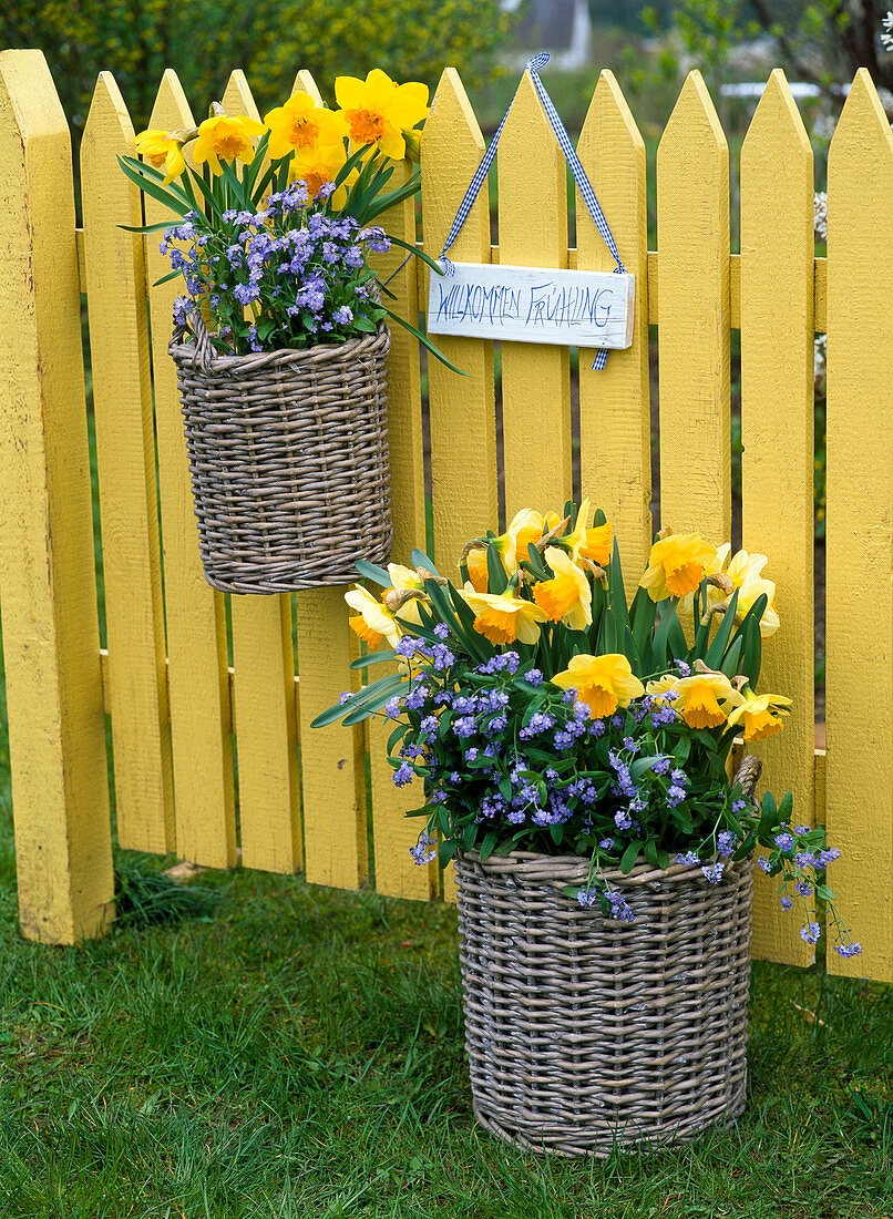 Narcissus 'Sunshine', 'Suada' (Daffodil), Myosotis 'Myomark'