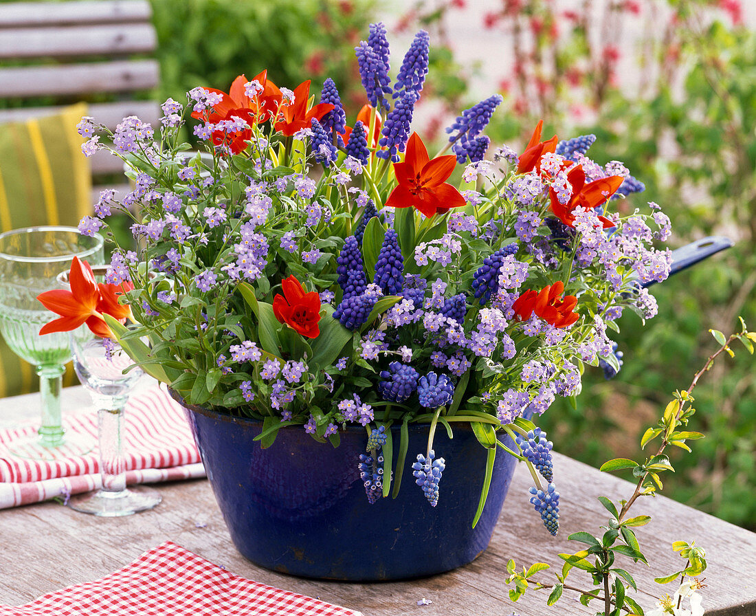 Myosotis 'Myomark' (Forget-me-not), Tulipa 'Fusilier' (Tulips)