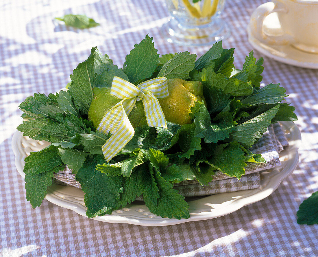 Melissa (lemon balm) and citrus limon wreath